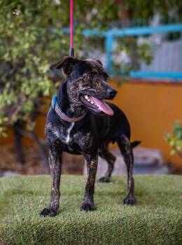 Terrier and German Shepherd Dog Dogs Available for Adoption in Anacortes, Washington - Sammy | PetCurious