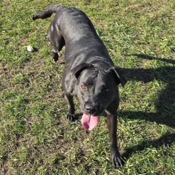 Weezy -  Mixed Breed Dog for Adoption in Buffalo, Minnesota - Weezy | PetCurious