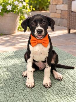 Hunter -  German Shorthaired Pointer and Black Labrador Retriever Dog for Adoption in Crosby, Texas - Hunter | PetCurious
