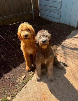 FOSTER ME - Posie -  Standard Poodle Dog for Adoption in Grafton, Wisconsin - FOSTER ME - Posie | PetCurious