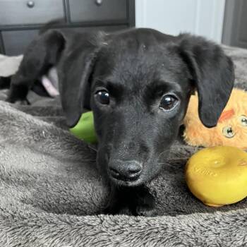 Catahoula Leopard Dog and Mixed Breed Dogs Available for Adoption - Sprinkle D68687 | PetCurious