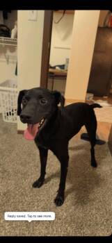 Rescue Catahoula Leopard Dog and Labrador Retriever Dogs for Adoption in Algona, Iowa - ZORRO | PetCurious
