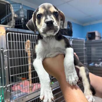Ursula -  Pit Bull Terrier and Rottweiler Dog for Adoption in Newport, North Carolina - Ursula | PetCurious