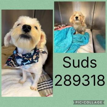 SUDS -  Maltese and Mixed Breed Dog for Adoption in Macon, Georgia - SUDS | PetCurious