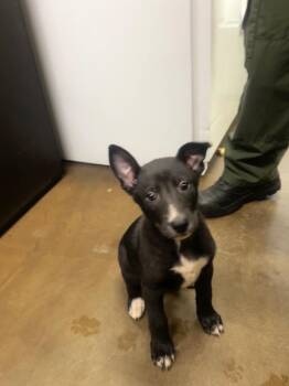 Bob -  Mixed Breed Dog for Adoption in Douglasville, Georgia - Bob | PetCurious