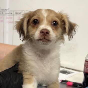 Sopita -  Chihuahua Dog for Adoption in Yuma, Arizona - Sopita | PetCurious