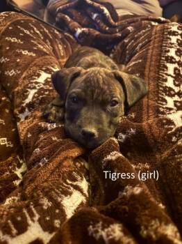 Tigress and Cringer (part of the Tiger Litter) -  Boxer and American Staffordshire Terrier Dog for Adoption in Macomb, Illinois - Tigress And Cringer (part Of The Tiger Litter) | PetCurious