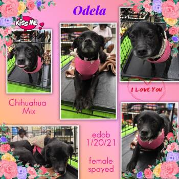 Odela OR14310-Thw -  Chihuahua Dog for Adoption in Missouri City, Texas - Odela OR14310-Thw | PetCurious