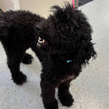 Luci -  Standard Poodle and None Dog for Adoption in Galax, Virginia - Luci | PetCurious