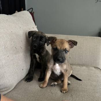 German Shepherd Dog and Mixed Breed Dogs Available for Adoption in Savannah, Georgia - Lightning AF | PetCurious