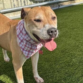 Jewels -  Pit Bull Terrier and Mixed Breed Dog for Adoption in Houston, Texas - Jewels | PetCurious