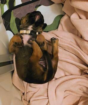 Mastiff Dogs Available for Adoption - Jovie (Cream Collar) | PetCurious