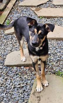 Genevieve -  German Shepherd Dog and Husky Dog for Adoption in Plainfield, New Hampshire - Genevieve | PetCurious