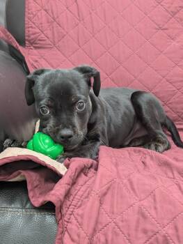 Affenpinscher Dogs Available for Adoption in Little Rock, Arkansas - Alexander | PetCurious