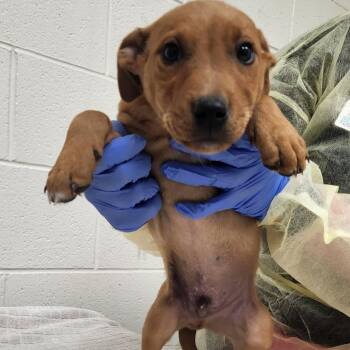 Mixed Breed Dogs Available for Adoption - Boston | PetCurious