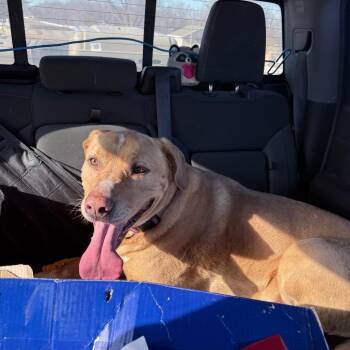 Labrador Retriever and Mixed Breed Dogs Available for Adoption - Betsy | PetCurious