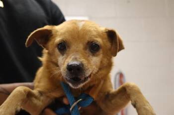 Mixed Breed Dogs Available for Adoption in Columbia, South Carolina - DUBLIN | PetCurious
