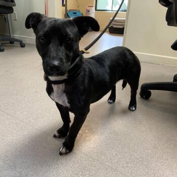 Lucy Lu -  Dachshund and Mixed Breed Dog for Adoption in Pasadena, California - Lucy Lu | PetCurious