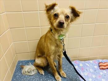 Mixed Breed Dogs Available for Adoption in Santa Fe, New Mexico - STANLEY | PetCurious