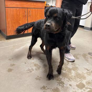 thor -  Rottweiler and Mixed Breed Dog for Adoption in Yuma, Arizona - Thor | PetCurious