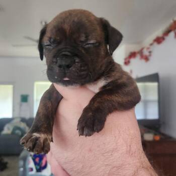 Bashful -  Catahoula Leopard Dog and Mixed Breed Dog for Adoption in Merritt Island, Florida - Bashful | PetCurious
