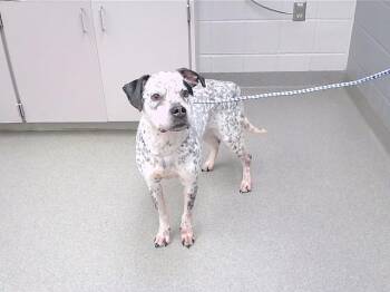 Australian Cattle Dog Blue Heeler and American Bulldog Dogs Available for Adoption in Omaha, Nebraska - OAKIE | PetCurious