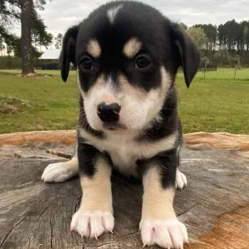 Labrador Retriever and Husky Dogs Available for Adoption in New Orleans, Louisiana - Monica | PetCurious