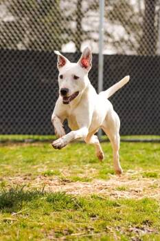 Ghost (Snow) - Sponsored by River & Ben -  Pit Bull Terrier and Dalmatian Dog Available for Adoption in Newberg, Oregon - Ghost (Snow) - Sponsored By River & Ben | PetCurious