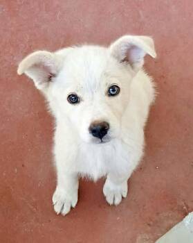Mochi -  Australian Shepherd Dog for Adoption in Austin, Texas - Mochi | PetCurious