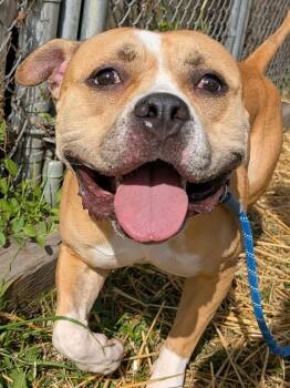 Big Hunk -  Pit Bull Terrier Dog for Adoption in Chicago, Illinois - Big Hunk | PetCurious