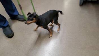 RALPH -  Miniature Pinscher Dog for Adoption in Aurora, Illinois - RALPH | PetCurious