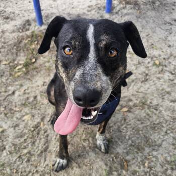 Mixed Breed Dogs Available for Adoption - Jelly | PetCurious