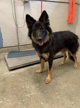 SAM WINCHESTER -  German Shepherd Dog Dog for Adoption in Camarillo, California - SAM WINCHESTER | PetCurious