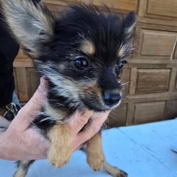 Astrid -  Pomeranian and Mixed Breed Dog for Adoption in Klamath Falls, Oregon - Astrid | PetCurious
