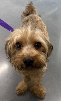 Vc-17 Bentley -  Dachshund and Terrier Dog for Adoption in Lawrenceville, Georgia - Vc-17 Bentley | PetCurious