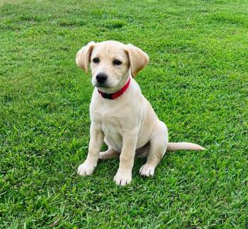 Jordan -  Labrador Retriever Dog for Adoption in Horn Lake, Mississippi - Jordan | PetCurious