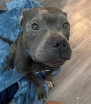 BUDDA -  American Staffordshire Terrier and Mixed Breed Dog for Adoption in Tallahassee, Florida - BUDDA | PetCurious