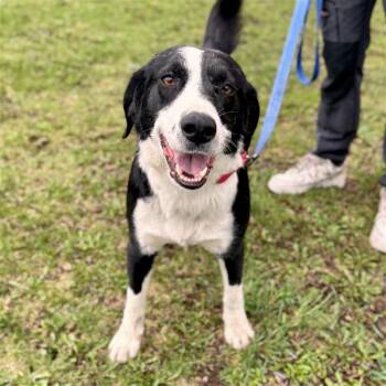 Hound Dogs Available for Adoption in Midland, Michigan - Ezekiel | PetCurious