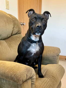 Rescue Pit Bull Terrier Dogs for Adoption in Webster, Wisconsin - Kwe | PetCurious