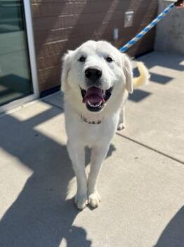 Aurora -  Great Pyrenees and Mixed Breed Dog for Adoption in Fishers, Indiana - Aurora | PetCurious