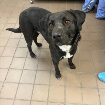 Rescue Mixed Breed Dogs for Adoption in Wantagh, New York - Comet | PetCurious