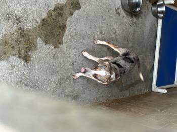 Patches -  Australian Cattle Dog Blue Heeler Dog for Adoption in Lakewood Ranch, Florida - Patches | PetCurious