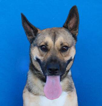 BUDDY -  German Shepherd Dog Dog for Adoption in Pasadena, California - BUDDY | PetCurious
