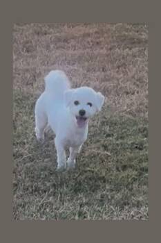 Rescue Bichon Frise Dogs for Adoption in VERNON ROCKVL, Connecticut - Nacho | PetCurious