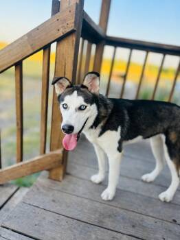 Luna -  Husky Dog for Adoption in Cleveland, Texas - Luna | PetCurious