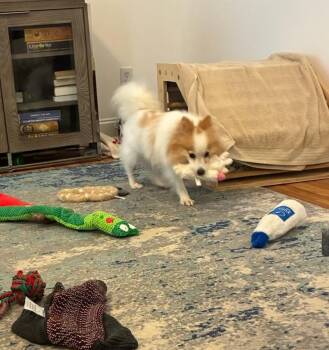 Scout -  Pomeranian Dog for Adoption in Kimberlin Heights, Tennessee - Scout | PetCurious