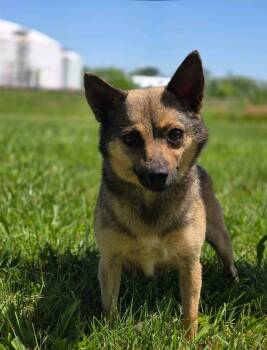 Nita -  Chihuahua Dog for Adoption in Huntington, Indiana - Nita | PetCurious