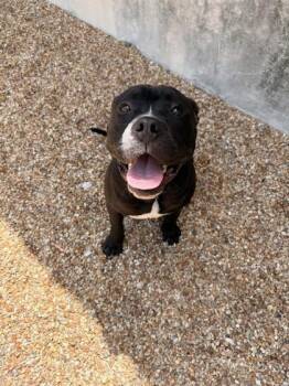 Gucci -  Bullmastiff and Mixed Breed Dog for Adoption in New Orleans, Louisiana - Gucci | PetCurious