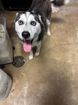 Siberian Husky Dogs Available for Adoption in New Braunfels, Texas - Corndog | PetCurious