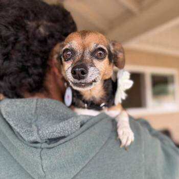 Chihuahua and Mixed Breed Dogs Available for Adoption in Ramona, California - Lily Trail | PetCurious